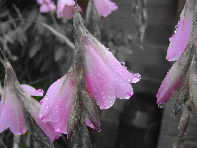 Photography by Flibble for DesignCrowd (Community Contests) | Design #9073514