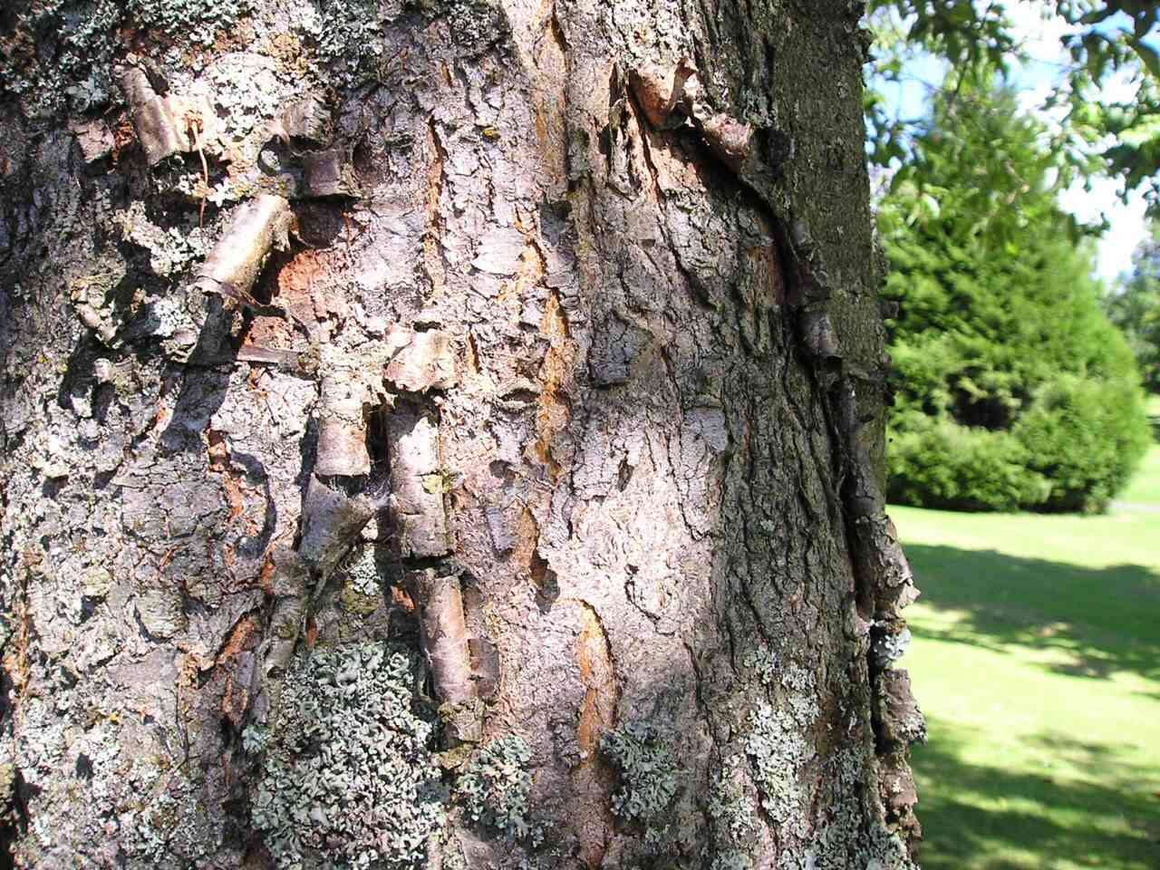 Photographie par Massie pour DesignCrowd (Community Contests) | Design #9071386