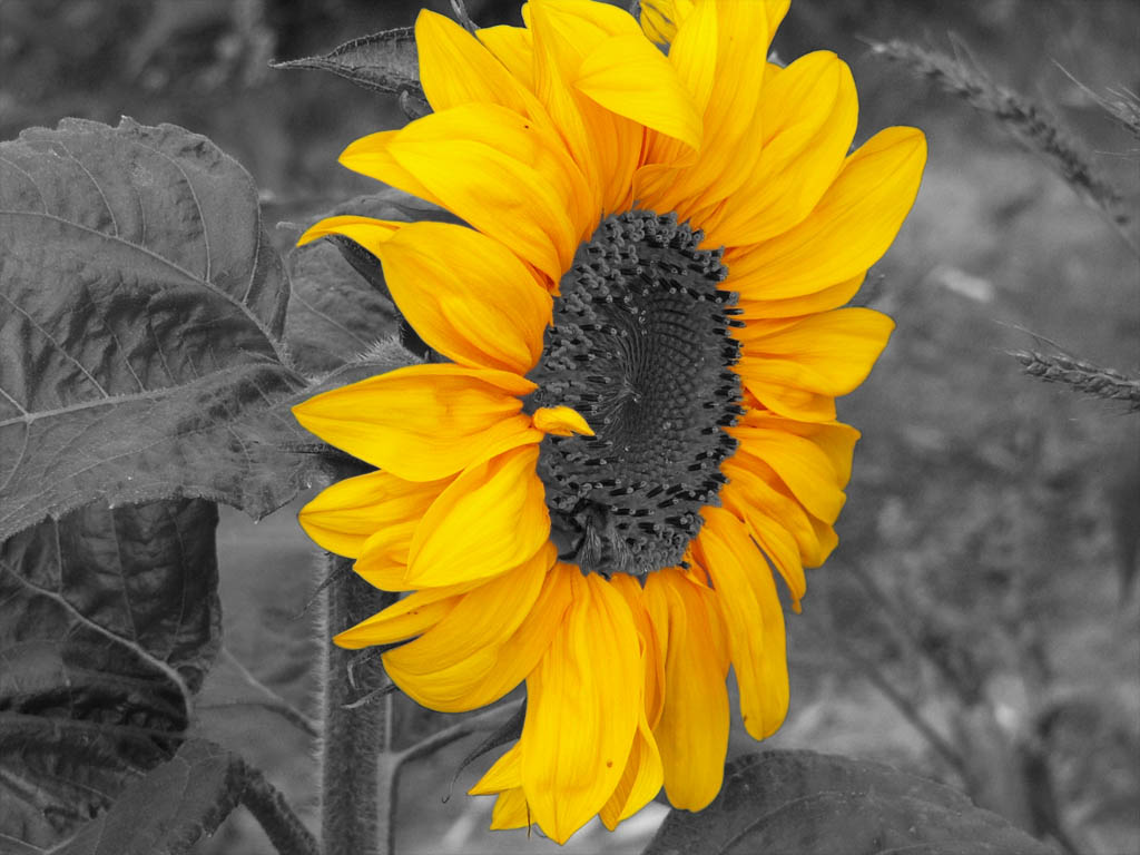 Photography by TremeX for DesignCrowd (Community Contests) | Design #9073480