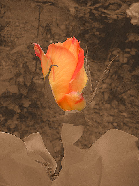 Photography by angel2kiss for DesignCrowd (Community Contests) | Design #9073474