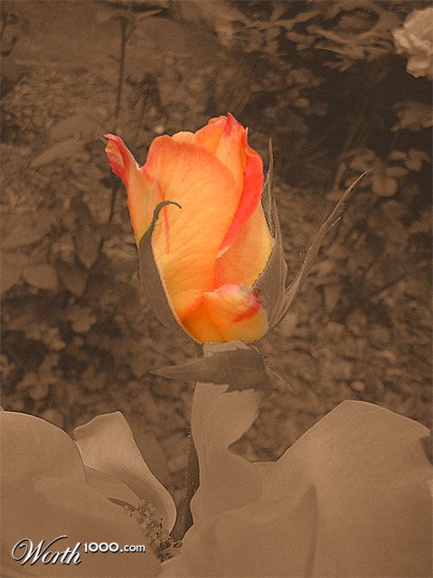 Photography by angel2kiss