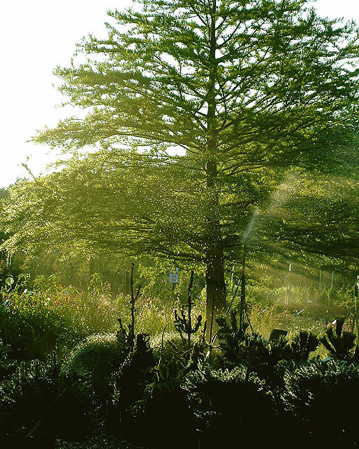 Fotografie von LADPUPMOE für DesignCrowd (Community Contests) | Design #9072323