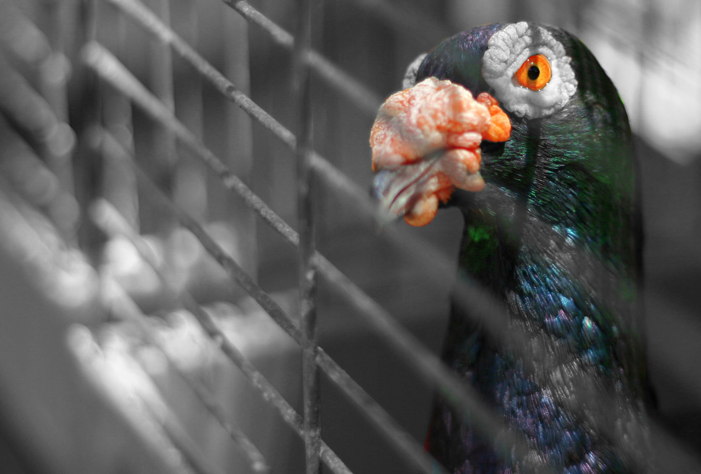 Fotografía por frenesi para DesignCrowd (Community Contests) | Diseño #9073570