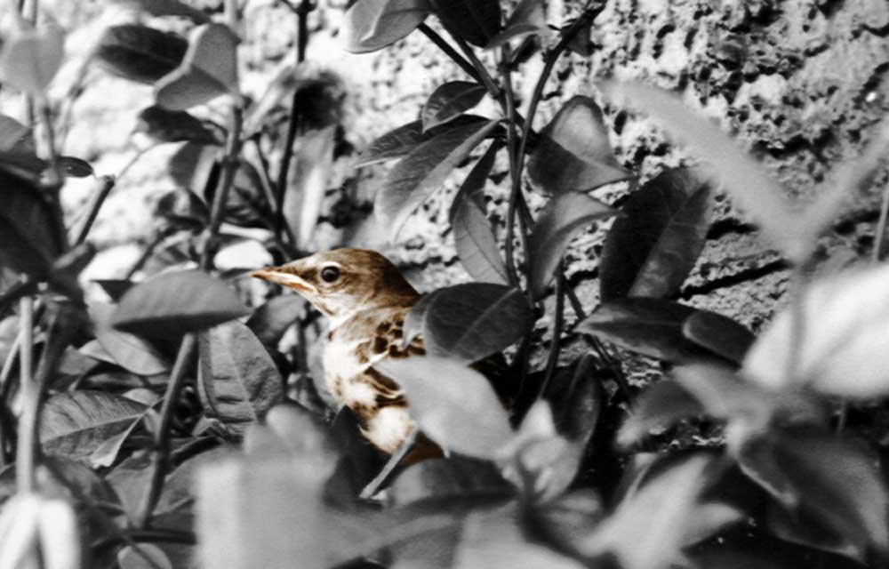 Photography by MrMouse for DesignCrowd (Community Contests) | Design #9073791