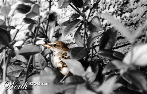 Photography by MrMouse