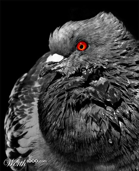 Photography by koalachimbo