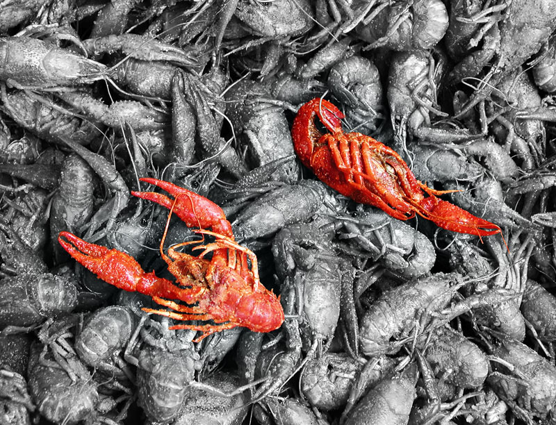 Photography by Fishcat for DesignCrowd (Community Contests) | Design #9073780