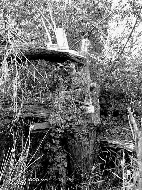 Photography by bobblainey