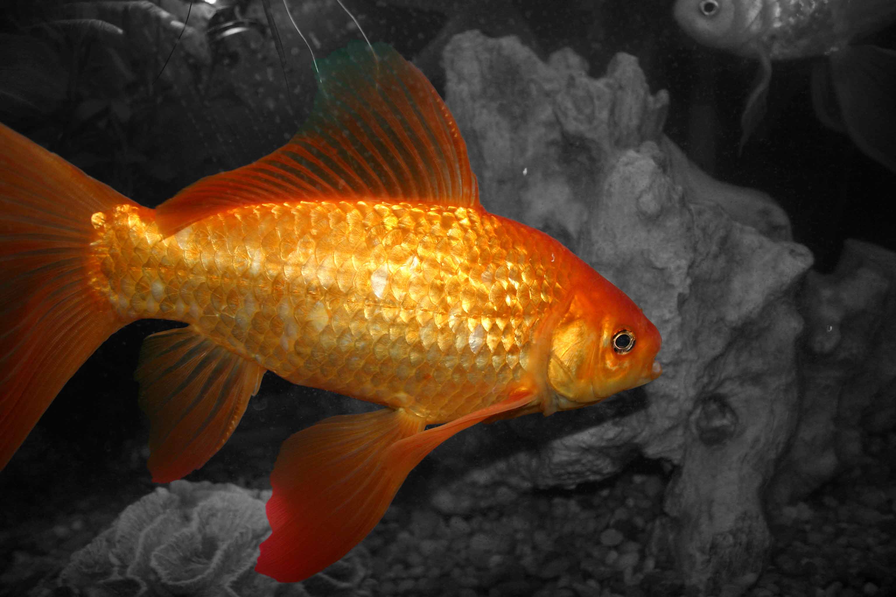 Fotografía por rdyamiphoto para DesignCrowd (Community Contests) | Diseño #9073818