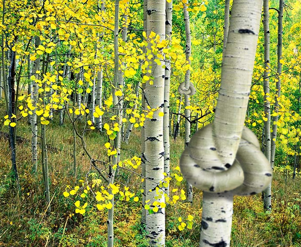 Photoshop Design by Toblin for DesignCrowd (Community Contests) | Design #9063153