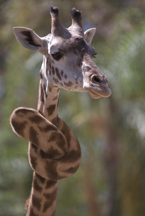 Photoshop Design by purplemosh for DesignCrowd (Community Contests) | Design #9063144