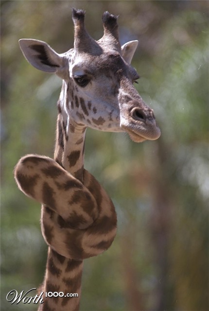 Photoshop Design by purplemosh