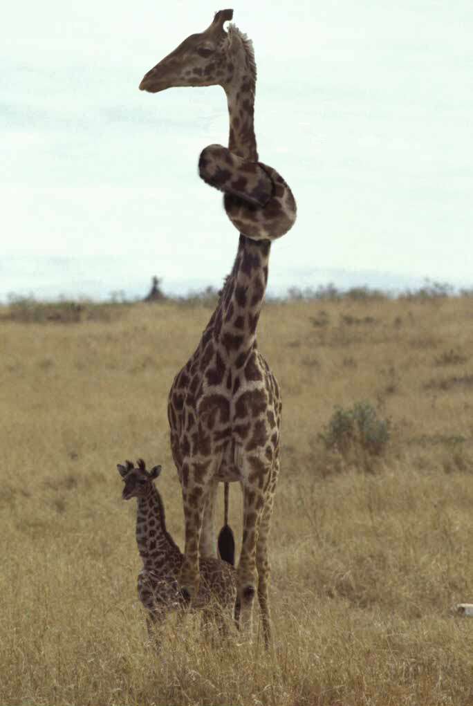 Photoshop Design by LyssaOdyne for DesignCrowd (Community Contests) | Design #9063256