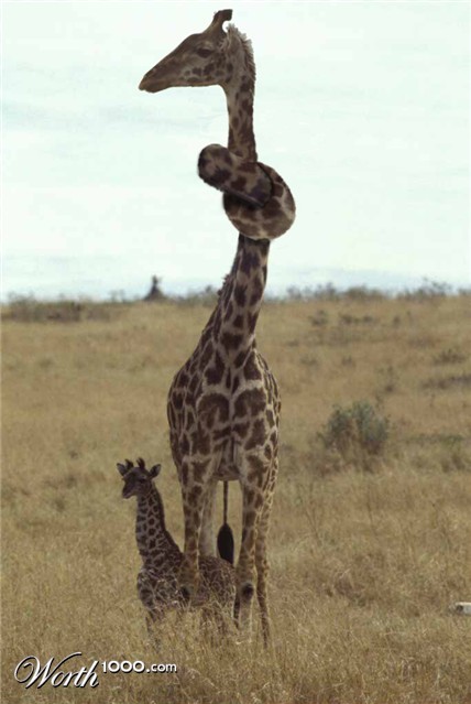 Photoshop Design by LyssaOdyne