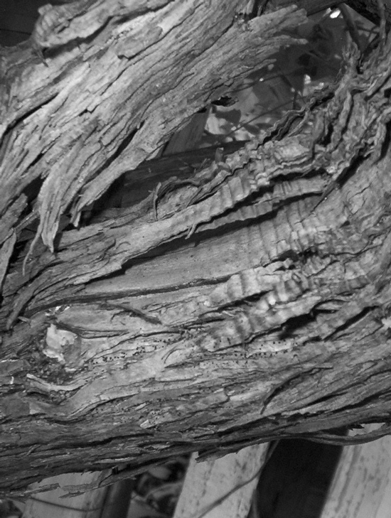 Photography by crawdaddy for DesignCrowd (Community Contests) | Design #9071449