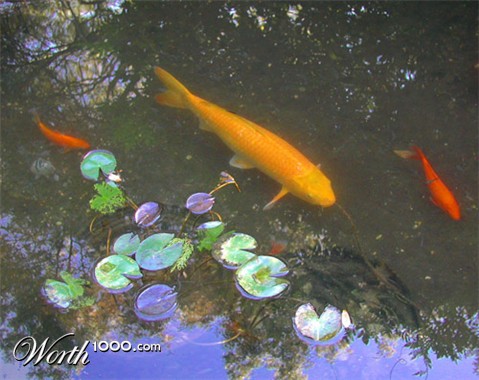 Photography by klxner