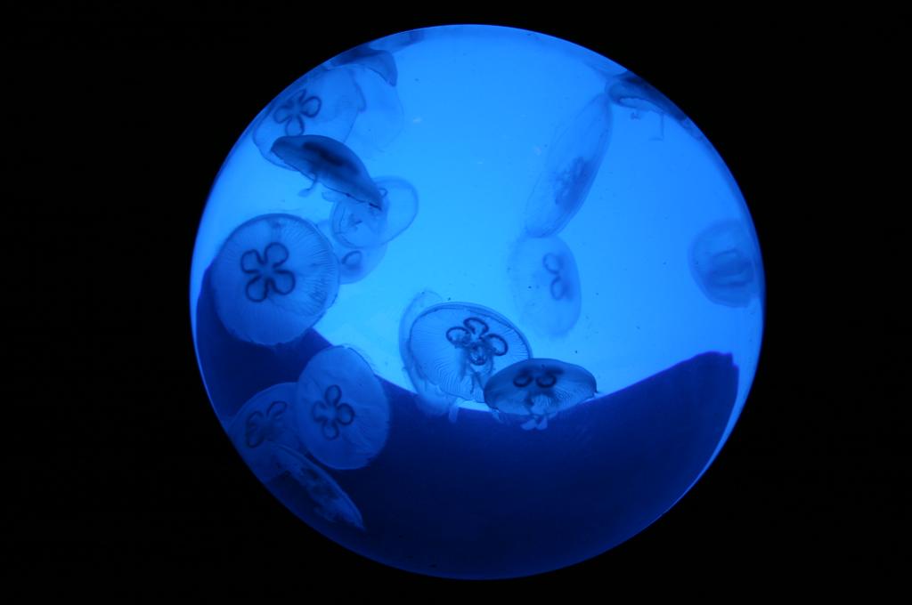 Fotografie von bzzje für DesignCrowd (Community Contests) | Design #9065209