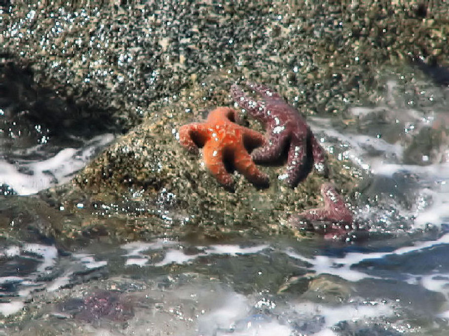 Fotografía por Suziecuchon para DesignCrowd (Community Contests) | Diseño #9065227