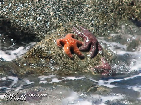 Photography by Suziecuchon