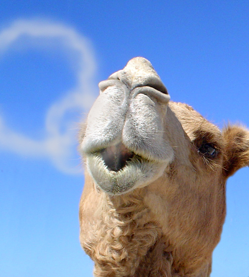 Photoshop-Design von RikkieZ für DesignCrowd (Community Contests) | Design #9075866