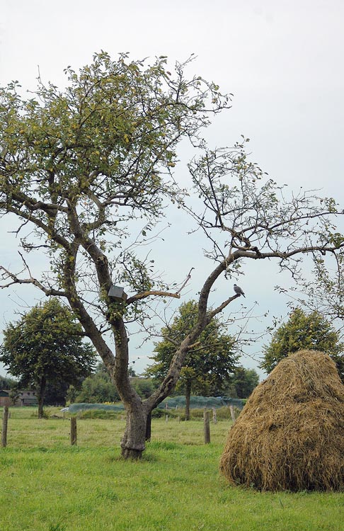 Fotografía por Marian para DesignCrowd (Community Contests) | Diseño #9073142