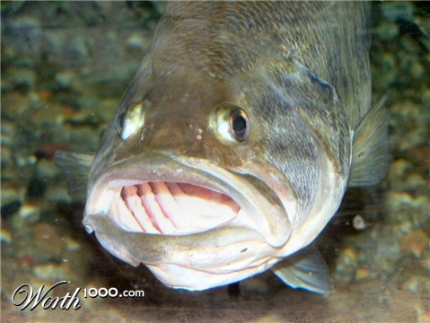 Photography by Pazaahhh