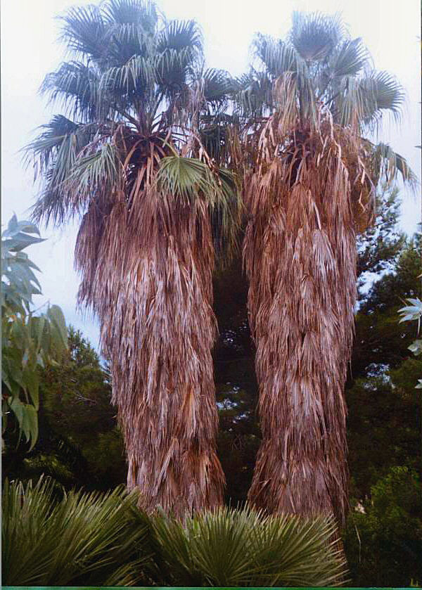 Photography by pradygadaria for DesignCrowd (Community Contests) | Design #9073215