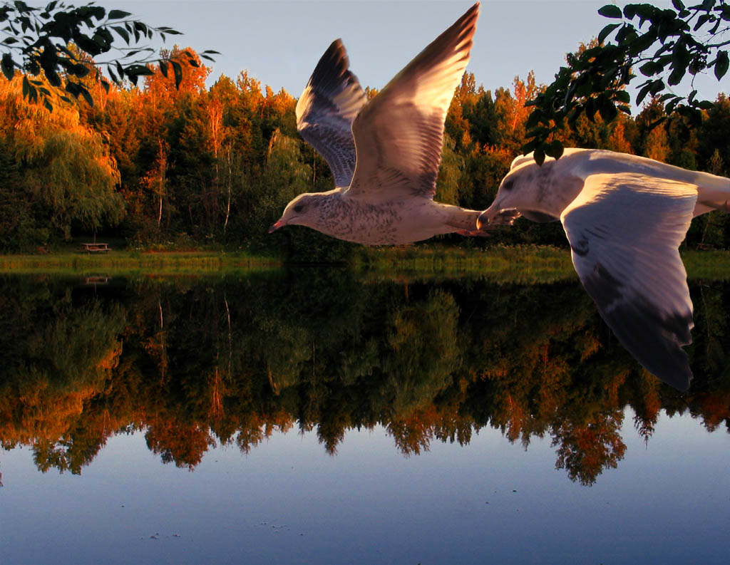 Photography by Drorak for DesignCrowd (Community Contests) | Design #9068881