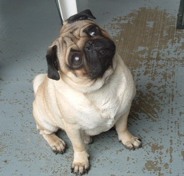 Photoshop Design by SteelMonkey for DesignCrowd (Community Contests) | Design #9070836