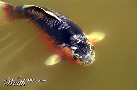 Photography by paparouna