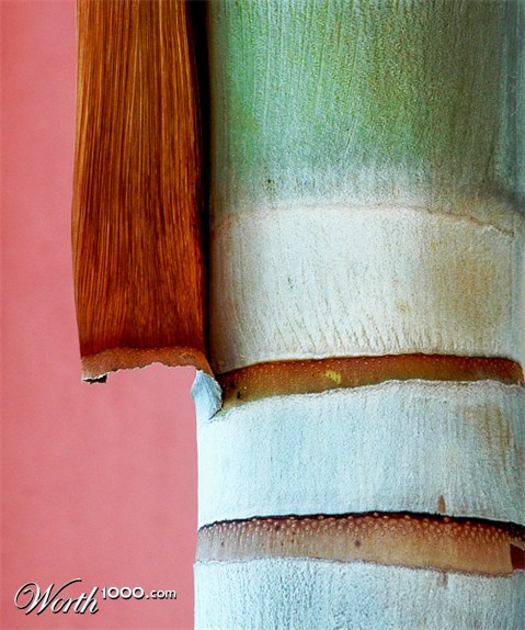 Photography by koalachimbo