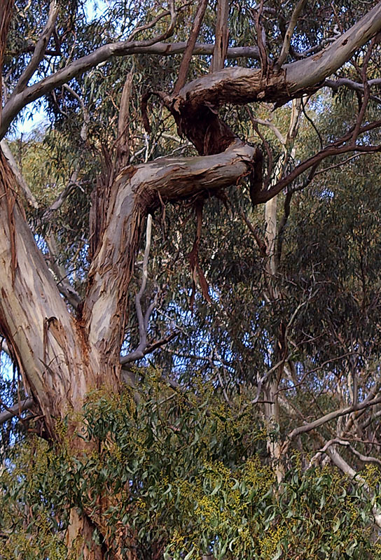 Photography by AussieBluey for DesignCrowd (Community Contests) | Design #9073269