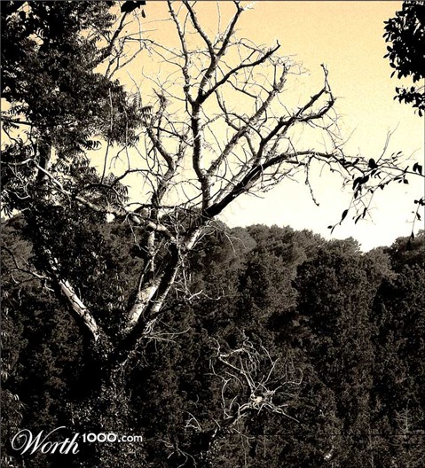 Photography by Ronbrandt