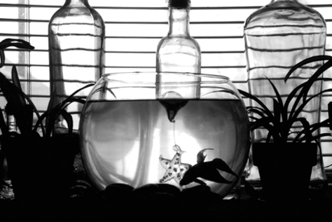 Fotografía por cannace para DesignCrowd (Community Contests) | Diseño #9065260