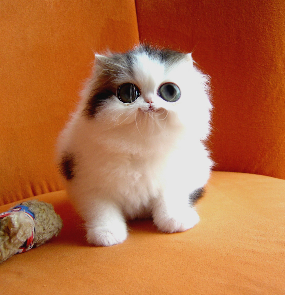 Diseño de Photoshop por solocosmo para DesignCrowd (Community Contests) | Diseño #9070999