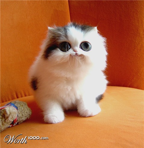 Photoshop Design by solocosmo