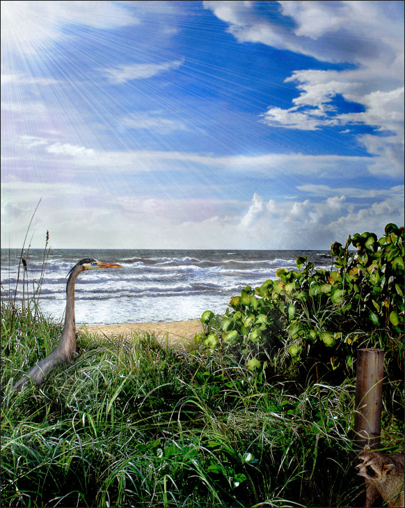 Photography by koalachimbo for DesignCrowd (Community Contests) | Design #9068918