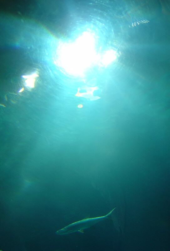 Fotografie von christiaanbroere für DesignCrowd (Community Contests) | Design #9065272