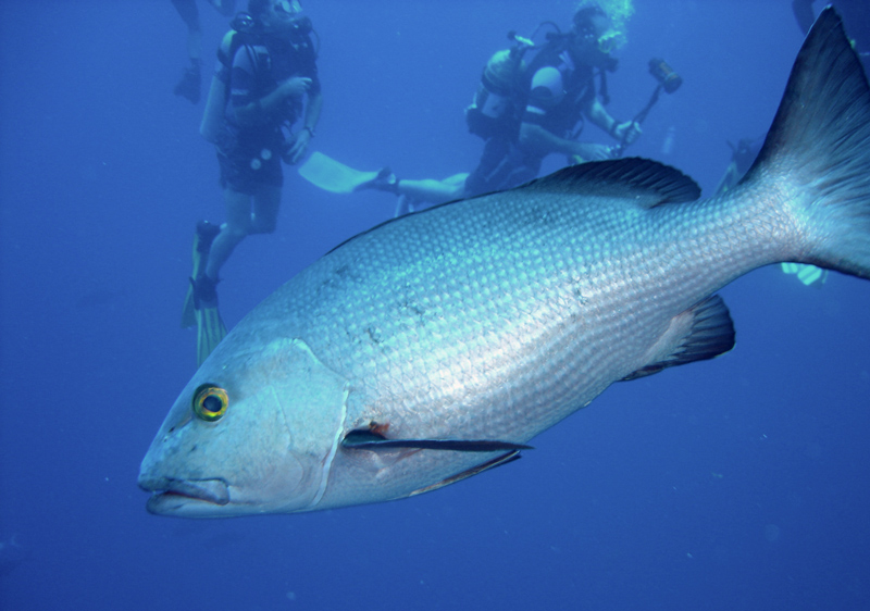 Fotografie von Johnny5 für DesignCrowd (Community Contests) | Design #9065306