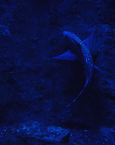 Photography by hypnotode for DesignCrowd (Community Contests) | Design #9065433