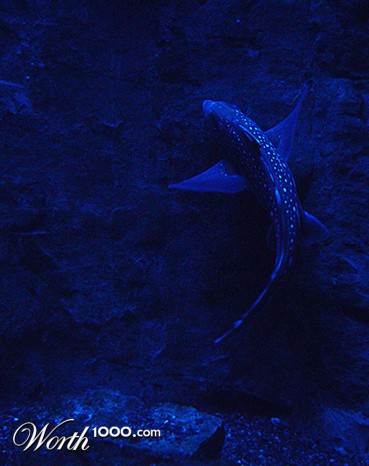 Photography by hypnotode