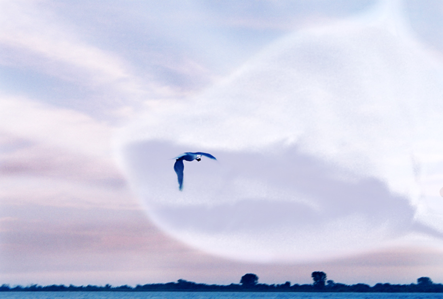 Photography by BabyGRL for DesignCrowd (Community Contests) | Design #9068931