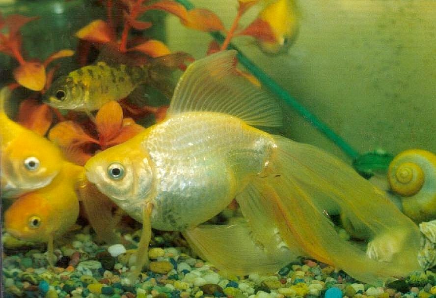 Fotografie von Isabella2006 für DesignCrowd (Community Contests) | Design #9065446