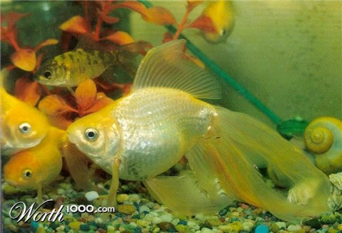 Photography by Isabella2006