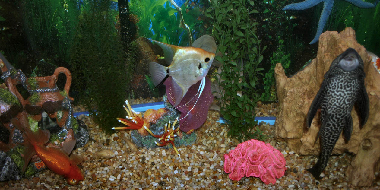 Photography by rdyamiphoto for DesignCrowd (Community Contests) | Design #9065419