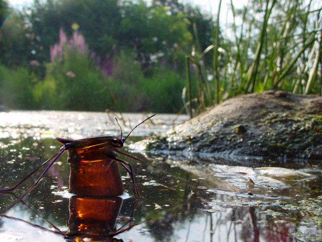 Photoshop Design by solocosmo for DesignCrowd (Community Contests) | Design #9073931