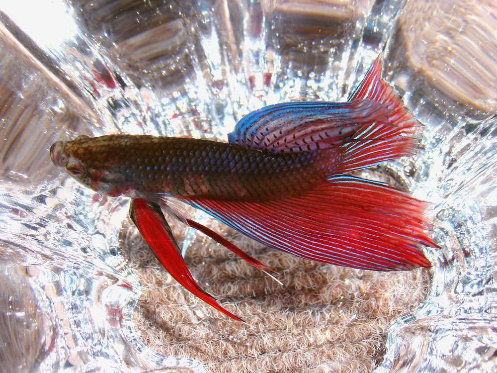 Photography by mermaidUSA for DesignCrowd (Community Contests) | Design #9065329