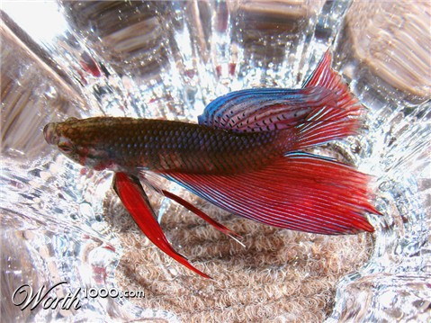 Photography by mermaidUSA