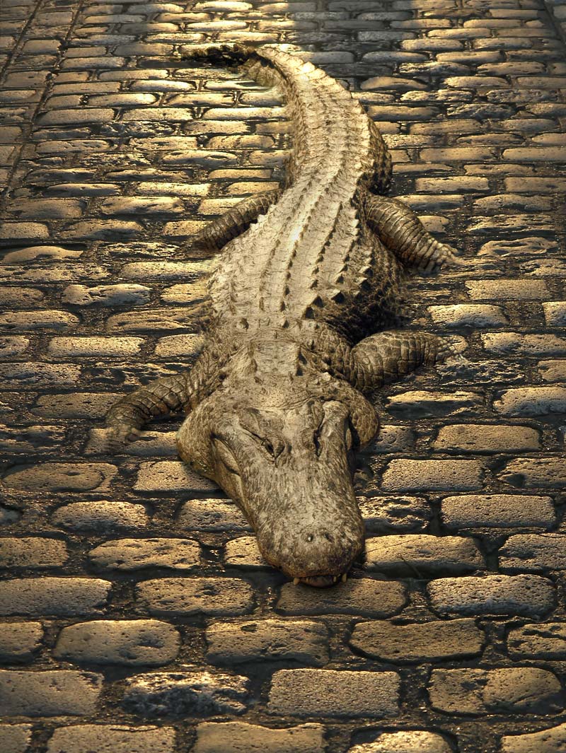 Photoshop-Design von hotweaselsoup für DesignCrowd (Community Contests) | Design #9074114