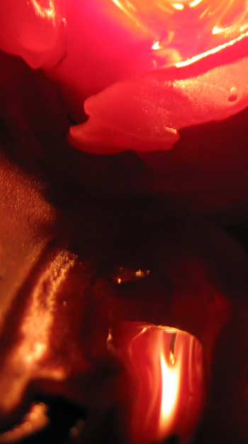 Photography by missyelle for DesignCrowd (Community Contests) | Design #9078037